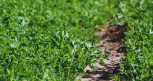 Alfalfa: nuevas variedades para distintos desafíos ganaderos