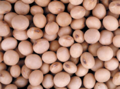 Argentina alcanzó en 2025 récord de exportaciones agroindustriales en toneladas