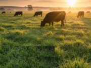 Valores a favor para invertir en pasturas y verdeos