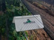 Acciones fitosanitarias para la prevención de plagas en los 13 viñedos de San Luis