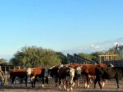 Clima dispar y cultivos bajo presión: el informe nacional advierte un escenario desafiante para San Luis
