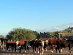 Clima dispar y cultivos bajo presión: el informe nacional advierte un escenario desafiante para San Luis