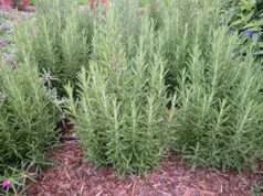 El romero en el centro de la innovación científica internacional en Villa de Merlo