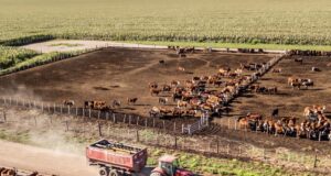 Siguen creciendo los encierres de feedlot