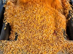 Argentina capitaliza el rally del trigo y el maíz, mientras la soja sufre por la falta de lluvias