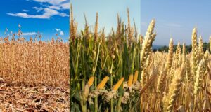 Soja, maíz y trigo: China, el clima y los stocks redefinen el mapa del mercado global