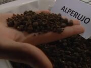 A partir del alperujo, diseñan suplementos nutritivos para animales