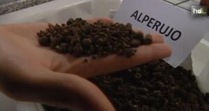 A partir del alperujo, diseñan suplementos nutritivos para animales