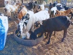 Suplementación estratégica para cabras en zonas áridas