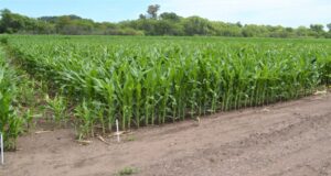Jornada a campo en Villa Mercedes abordará genética, nutrición y manejo sustentable del maíz