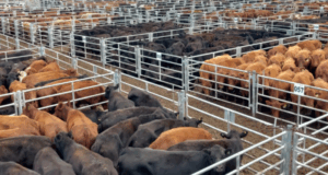 Cañuelas: el novillo de consumo mantiene el máximo valor en 26 meses