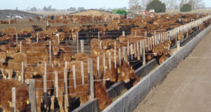 Los feedlots arrancaron el año recibiendo más animales y la explicación es la relación entre carne y maíz: ¡Es de 17 a 1!