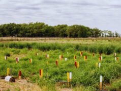Un hallazgo que cambia el manejo forrajero en San Luis
