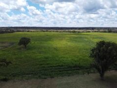 Advierten sobre un otoño con riesgo de bache forrajero para la ganadería en San Luis