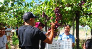 La vendimia sanluiseña abre sus puertas al público con una experiencia participativa en Sol Puntano