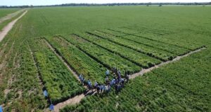 Villa Mercedes: estrategias integrales para enfrentar el Amaranthus y malezas resistentes en sistemas con tecnología Enlist E3