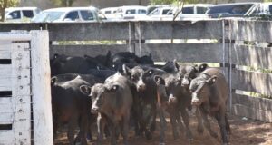 Terneros livianos marcaron precios récord en el último remate de Ganadera del Sur en San Luis