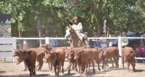 Zafra de terneros: precios que se afirman frente a una oferta escasa y lenta