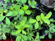 Con mejoramiento genético, amplían la tolerancia al anegamiento de la alfalfa