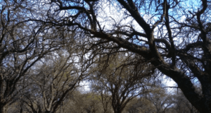 El nuevo mapa agropecuario muestra más pasturas y cambios desiguales en el monte de San Luis