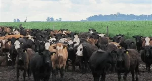 La ganadería se posiciona como una de las actividades con mejor desempeño relativo en el agro