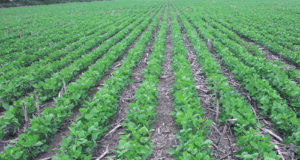 Jornada técnica en Villa Mercedes abordará el control de Amaranthus y gramíneas en soja E3