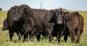 Ganadería Angus: San Luis consolida su lugar en el mapa nacional de remates auspiciados