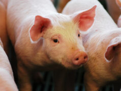 El sector porcino cerró el 2025 con récord de faena y consumo