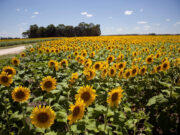 Récord de molienda de girasol en enero de los últimos 13 años