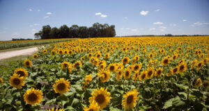 Récord de molienda de girasol en enero de los últimos 13 años