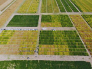 La RECSO avanza hacia una red regional de evaluación de soja