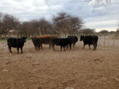 La demanda de campos ganaderos irrumpe en el mercado y empuja la suba del valor de la tierra