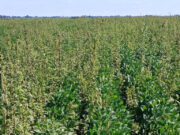 Confirman resistencia de yuyo colorado al herbicida sulfentrazone