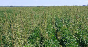 Confirman resistencia de yuyo colorado al herbicida sulfentrazone