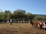 Experiencias con suplementación en el norte de San Luis muestran resultados positivos y consolidan un nuevo escenario productivo
