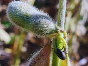 Picudo negro: confirman el avance del insecto en cultivos de soja