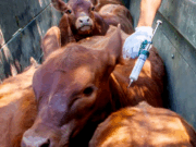 Productores advierten riesgos sanitarios tras la desregulación de la vacunación contra la aftosa