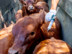 Productores advierten riesgos sanitarios tras la desregulación de la vacunación contra la aftosa