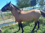 En enero y febrero, SENASA certificó la exportación de 21 equinos desde La Pampa y San Luis