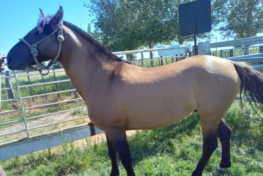 En enero y febrero, SENASA certificó la exportación de 21 equinos desde La Pampa y San Luis