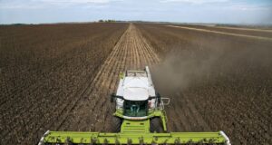El girasol arranca con rindes destacados en San Luis y supera los promedios recientes