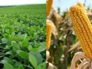 Jornada a campo mostrará en Villa Mercedes lo último en genética y drones aplicados al agro