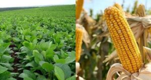 Jornada a campo mostrará en Villa Mercedes lo último en genética y drones aplicados al agro