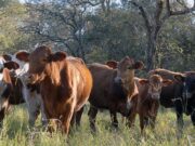 Claves para producir en el Chaco Árido: manejo del pastizal, rolados y decisiones estratégicas en sistemas ganaderos