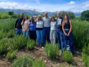 Investigadores analizaron en Merlo el potencial del romero como bioestimulante para la protección de cultivos