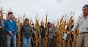 El maíz habló en San Luis y dejó una lección agronómica sobre agua, nitrógeno y densidad