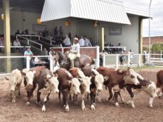 Valores récord para los terneros en el remate de Ganadera del Sur confirman la rentabilidad histórica de la cría en San Luis