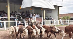 Valores récord para los terneros en el remate de Ganadera del Sur confirman la rentabilidad histórica de la cría en San Luis