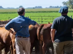Advierten un problema estructural en la producción ganadera