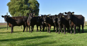 La Asociación Argentina de Angus lanza el sello «Ternera Angus Certificada» para blindar la calidad desde el destete